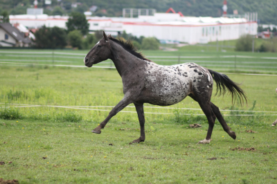 RS Cora Regal Malone