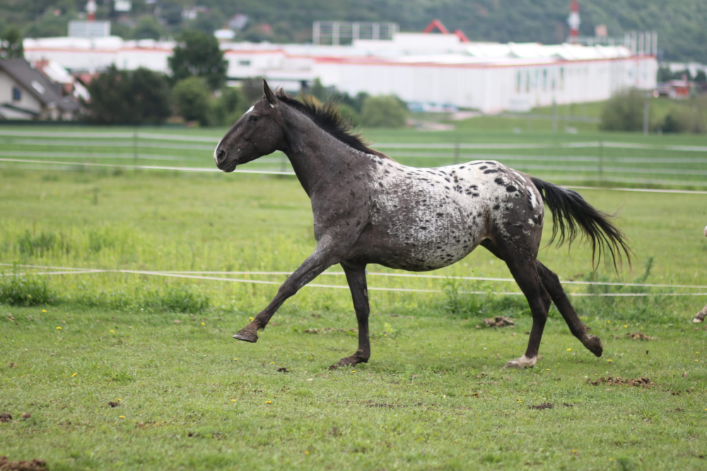 RS Cora Regal Malone